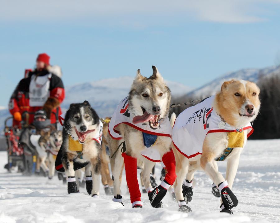 Iditarod Start - Anchorage | Shutterbug